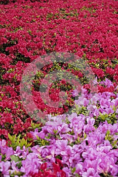 Detail of a pink and red hedge of rhododendrons