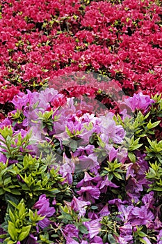 Detail of a pink and red hedge of rhododendrons