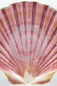 Detail of pink sea shell