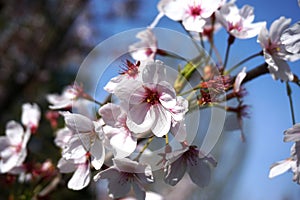 Detail of pink tree flowers in bloom