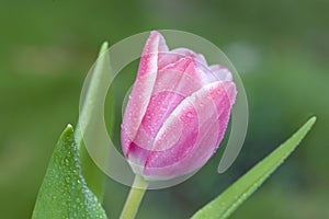 Detail of pink tulip