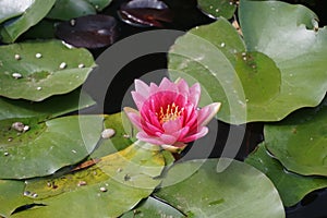 Detail of a pink water lily  on a pond