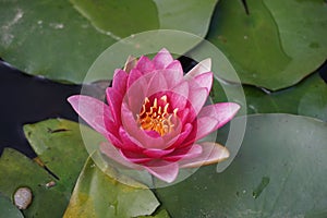 Detail of a pink water lily  on a pond