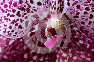 Detail of pink, white and purple patchy flower center of decorative Vanda orchid, hybrid kind.