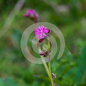 Detail of a pink wild geranium