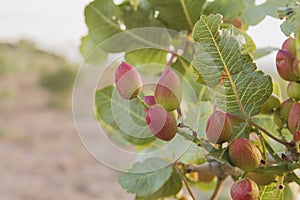 Detail of pistacia vera fruits