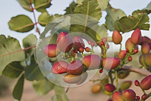 Detail of  pistacia vera fruits photo