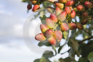 Detail of pistacia vera red fruits