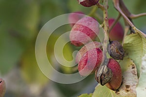 DEtail of pistacia vera red fruits, green foliage blurred background