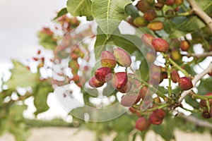 Detail of pistacia vera red fruits in the tree photo