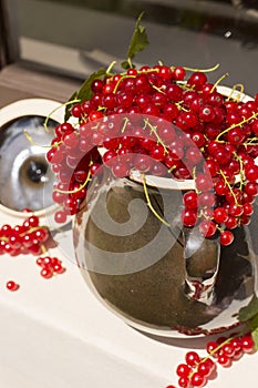 Detail of Pitcher/jug of redcurrant on a direct sunlight on a window