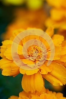 Detail plane of tagete or marigold yellow flower photo