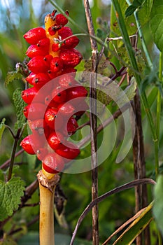 Detail of the plant Arum maculatum or Aro perennial herbaceous rhizomatous plant its fruits are red berries with great medicinal