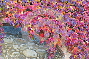 Detail  of a plant Parthenocissus in autumn