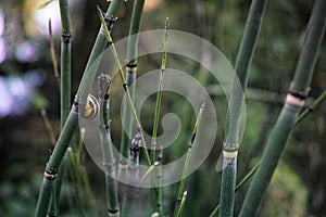 Detail of Scouring-rush horsetail plant with small snail on stalk photo