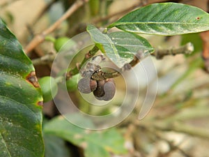 Detail of a plantation with coffee plant photo