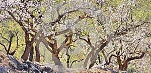 Plantation of old almond trees in bloom photo