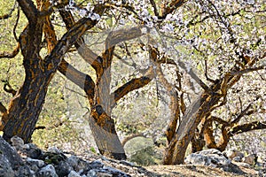 Plantation of old almond trees in bloom photo