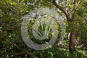 Detail of plants in a rainforest in Costa Rica photo