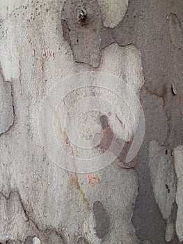 Detail of a Platano tree.  Military texture on the trunk