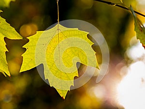 Detail of a platanus hispanica leaf with blurred background in autumn - autumnal background