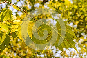 Detail of platanus hispanica leafs with blurred background