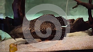 detail of plecostomus in community aquarium