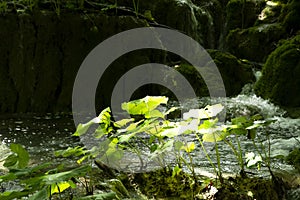 Detail of Plitvice National Park