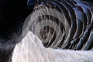 Detail plumagefeathers of black and white bird. Black and white bird Barnacle Goose,  Branta leucopsis, France. Bird in the grass