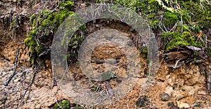 detail of podzol soil