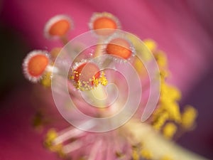 Detail of pollen granules sticking to the delicate hairs of a Hibiscus flower stigma against a dreamy pink background