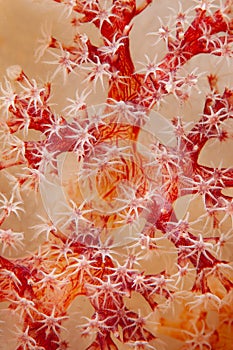 Detail of Soft Coral Polyps