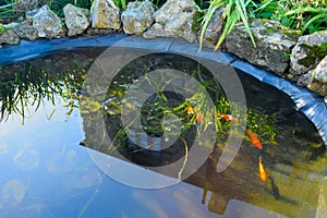 Detail of pond with fish