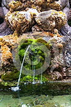 Detail of a pond with moss in Rome,