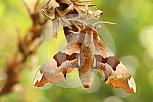 Detail of the poplar hawk moth