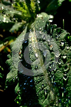 Detail of poppy (Papaver Somniferum) leaf with drops of water