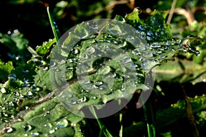 Detail of poppy (Papaver Somniferum) leaf with drops of water