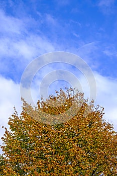 Detail of a populus tree in autumn.