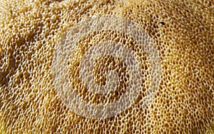 Detail of Pores or Tubes in the Hymenium of an Mushroom