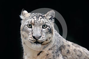 Detail portrait of beautiful big cat snow leopard, Panthera uncia. Face portrait of leopard with clear black background. Hemis Nat