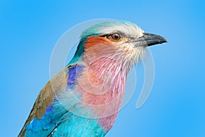 Detail portrait of beautiful bird. Lilac-breasted roller, Coracias caudatus, head with blue sky. Pink and blue animal from nature.