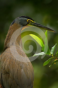 Detail portrait of beautiful heron. Bare-throated Tiger-Heron, Tigrisoma mexicanum, in nature green vegetation. Action wildlife sc