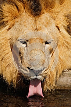 Detail portrait of big male African lion, Panthera leo, drinking water, Kalahari, South Africa