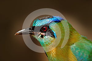 Detail portrait of bird with blue cap. Portrait of nice big bird Blue-crowned Motmot, Momotus momota, wild nature, Belize. Wildlif