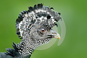 Detail portrait of bird crest. Bare-faced Curassow, big black bird with yellow bill in the nature habitat, Costa Rica. Wildlife sc