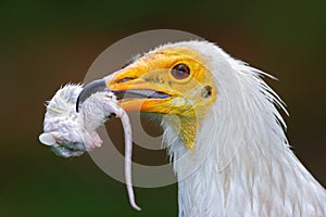 Detail portrait of bird of prey with catch, little mouse. Egyptian Vulture, Neophron percnopterus, with kill mouse. White head