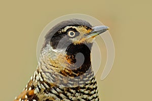 Detail portrait of bird, Spotted Laughingthrush, Garrulax ocellatus. Bird in the nature, close-up portrait. Bird from Bhutan, Chin