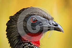 Detail portrait of Crested Guan, Penelope purpurascens, Costa Rica