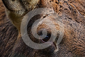 Detail portrait of elk or Moose, Alces alces in the dark forest during rainy day. Beautiful animal in the nature habitat. Wildlife