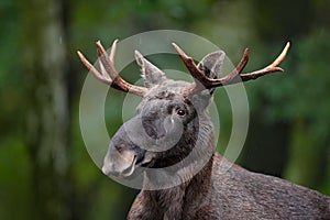 Detail portrait of elk, moose. Moose, North America, or Eurasian elk, Eurasia, Alces alces in the dark forest during rainy day. Be photo